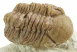 Kainops Trilobite - Black Cat Mountain, Oklahoma #376949-1